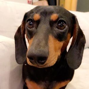 Meet your Posher, Maddie